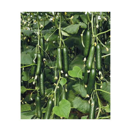 Veolla F1 Hıyar Tohumu resmi