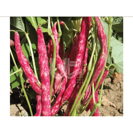 Bt Kınalı 016 Oturak Barbunya Tohumu resmi