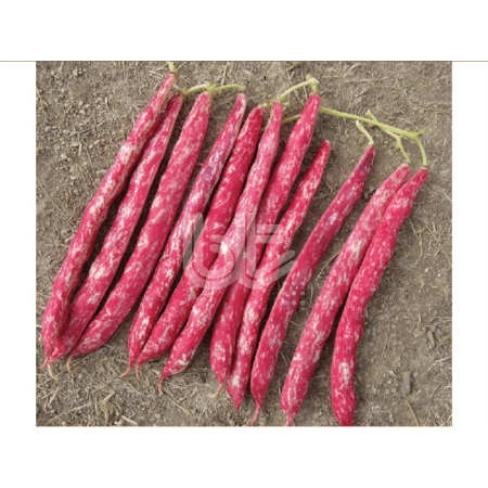 Bt Sırık 97 Barbunya Tohumu resmi