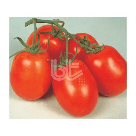 Rio Grande (Sanayi) Domates Tohumu resmi