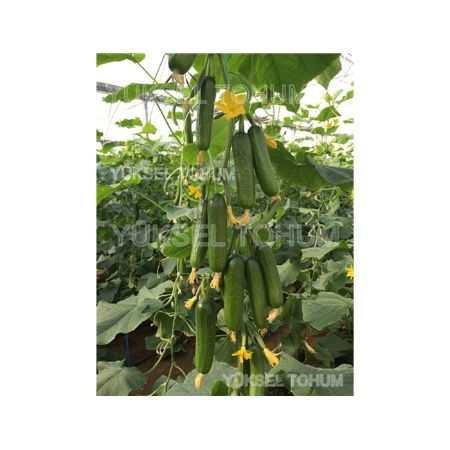 Elli F1 Hıyar Tohumu resmi