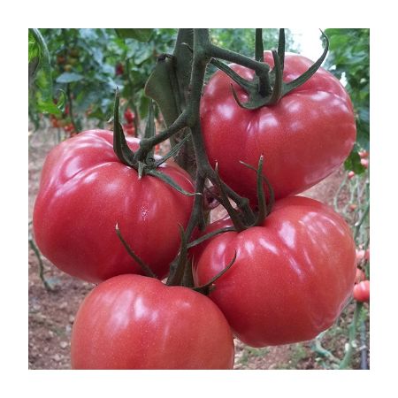 Pembe Panter F1 Domates Tohumu resmi