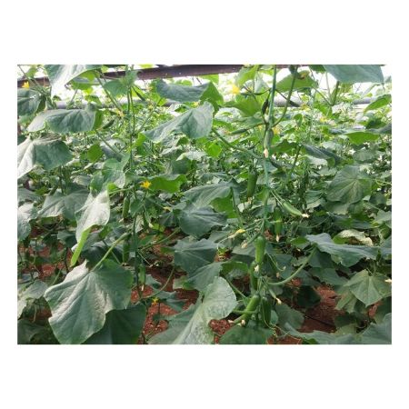 Tribün F1 (Süper Mini) Hıyar Tohumu resmi