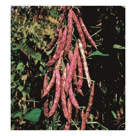 Barbarossa Barbunya Tohumu resmi