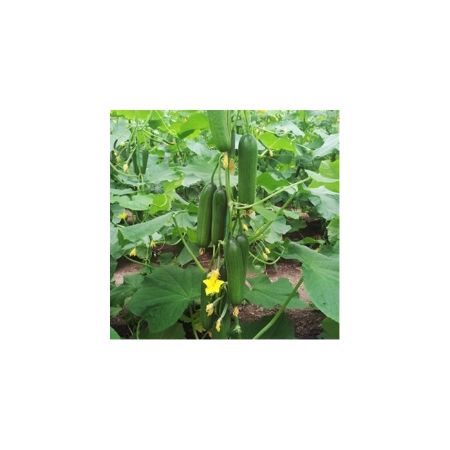 Coşar F1 Hıyar Tohumu. resmi