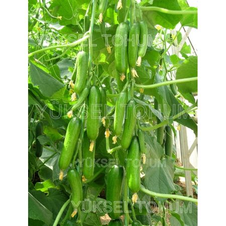 Badem F1 Hıyar Tohumu. resmi