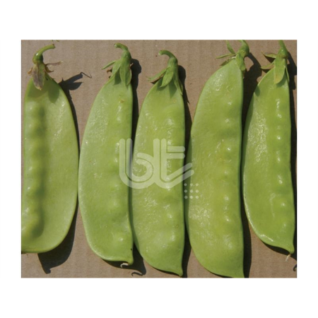 Bt Sultani Yaprak Bezelye Bezelye Tohumu resmi