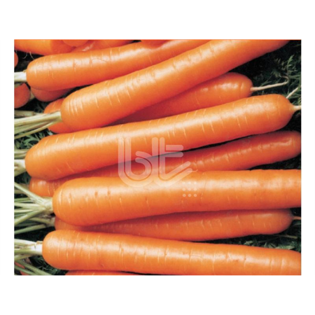 Nantes Scarlet Havuç Tohumu resmi