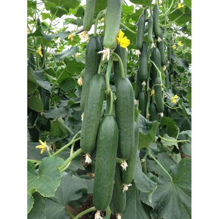 Kahya F1 Hıyar Tohumu resmi