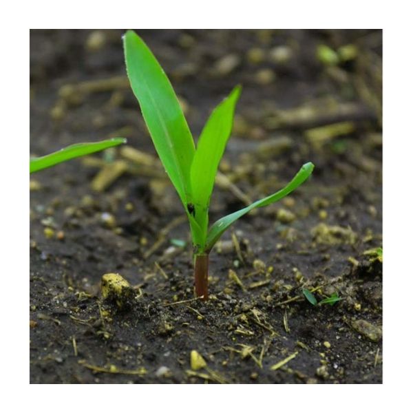 Messenger Mısır Tohumu resmi