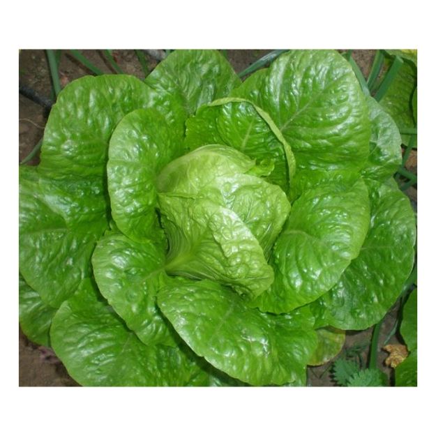 Yedi Kule Marul Tohumu (25 Gr) resmi