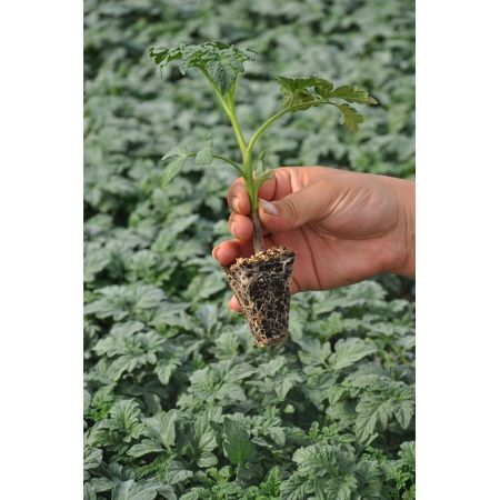 Clx 38122 Domates Fidesi resmi