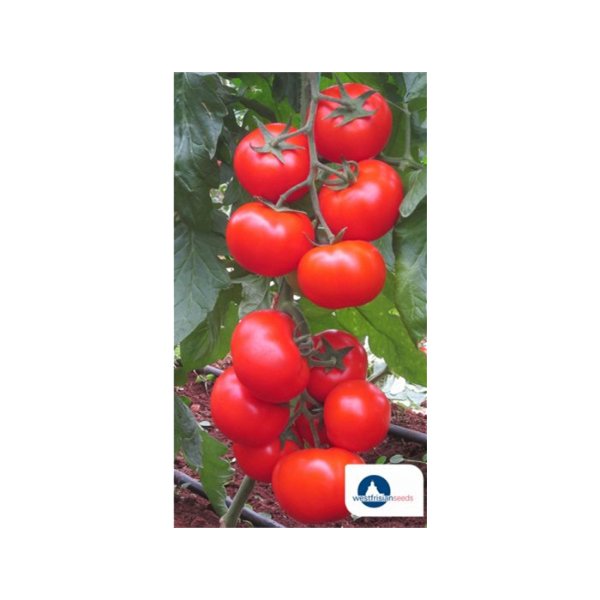 Forester F1 Domates Tohumu resmi