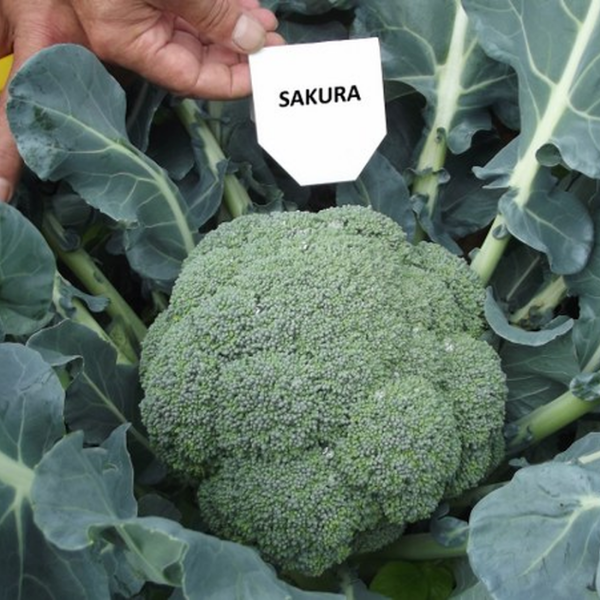 Sakura F1 Brokoli Tohumu resmi