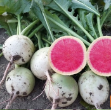 Rido Red F1 Turp Tohumu 500 Gr resmi