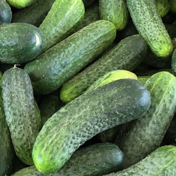 Proscore F1 Hıyar Tohumu resmi