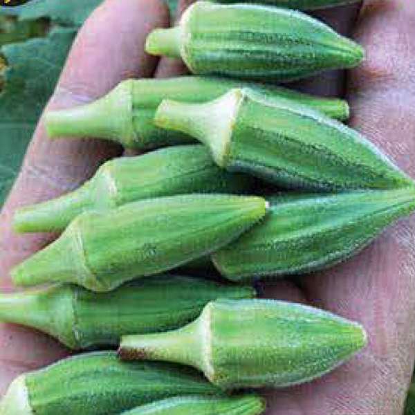 Japon Bamya Tohumu resmi