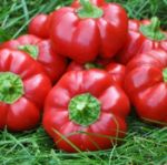 Bt Kamber (Domates Biberi) Biber Tohumu resmi