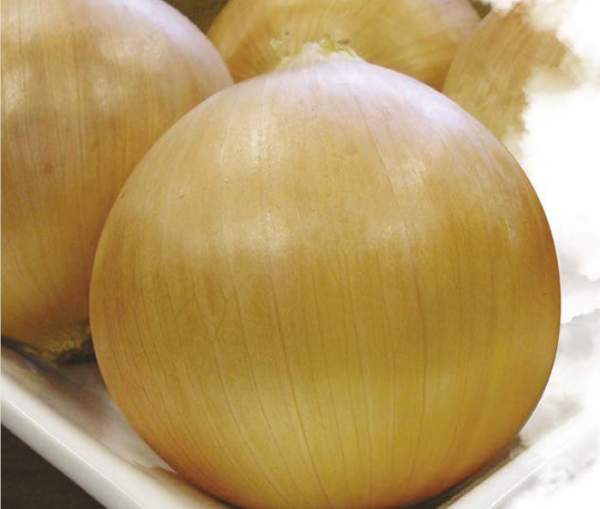 Montero F1 (Sarı) Soğan Tohumu resmi