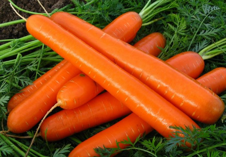 Brillyance F1 Havuç Tohumu resmi