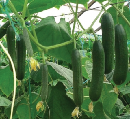 Besta F1 Hıyar Tohumu resmi