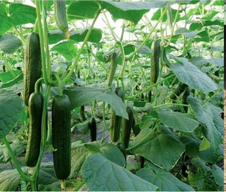 Efsane F1 Hıyar Tohumu resmi