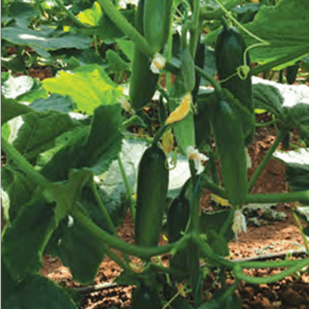 Senator F1 Hıyar Tohumu resmi