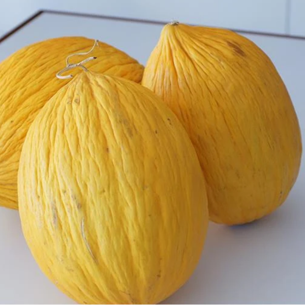 Davutbey F1 Kavun Tohumu (Sarı) resmi