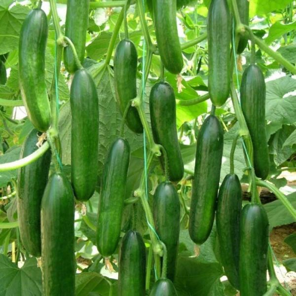 Elanor F1 Hıyar Tohumu resmi