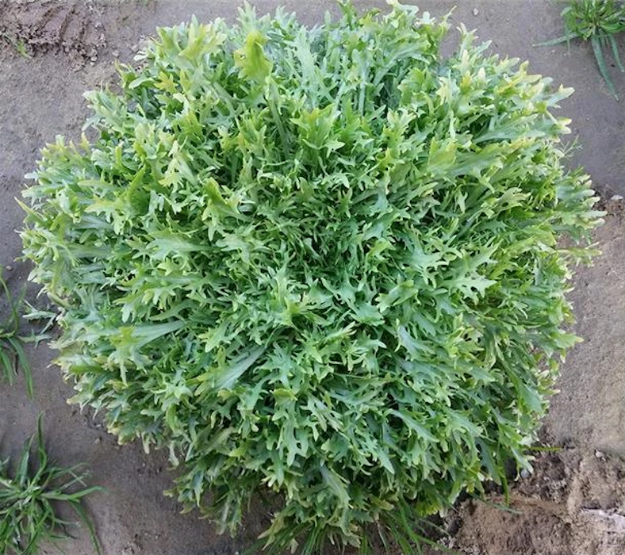Benefine Marul Tohumu (Endive) resmi
