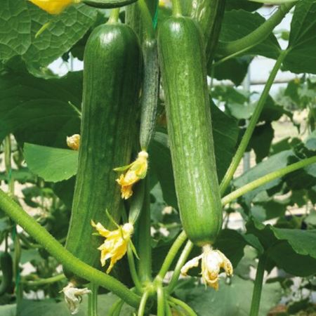 Mrc 07 F1 Hıyar Tohumu resmi