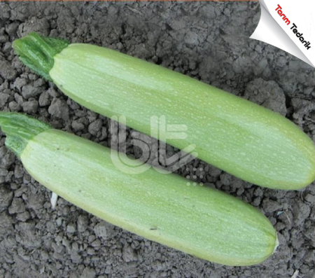 Bt 31-13 F1 Kabak Tohumu (25 Gr) resmi