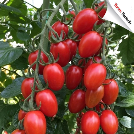 Pekbal F1 Domates Tohumu resmi