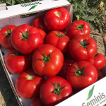 SVTD8033 F1 Domates Tohumu  resmi