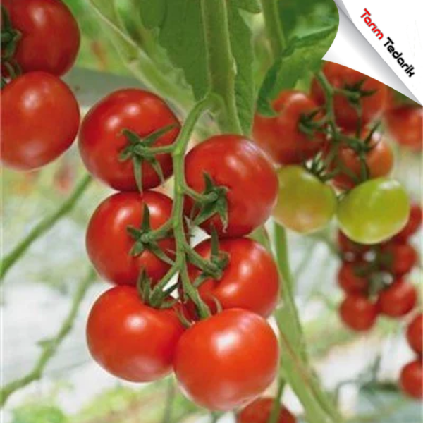 Diamantino F1 (Salkım) Domates Tohumu resmi