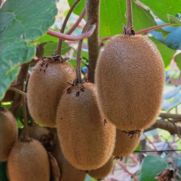 Harward(Dişi) resmi