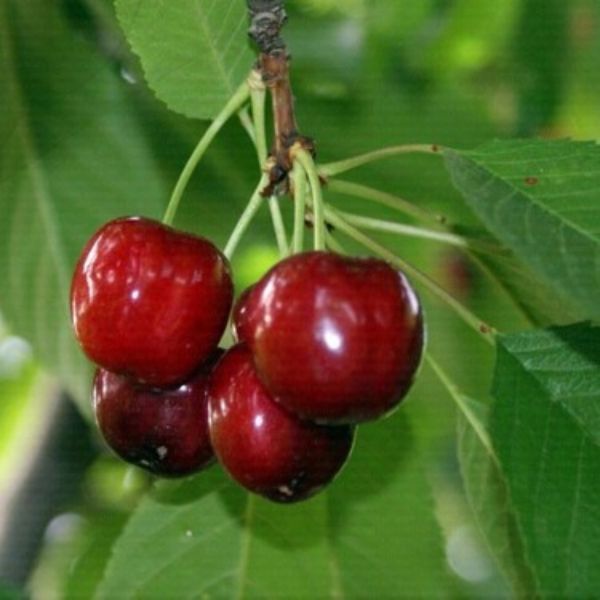 Sweet Heart Kirazı resmi