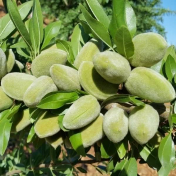 Laurenne Badem resmi