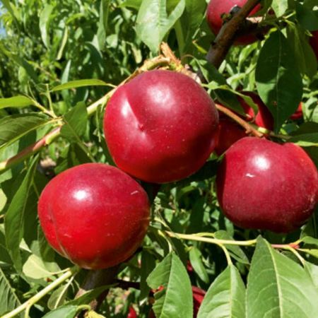 Nektarin Fidanı resmi