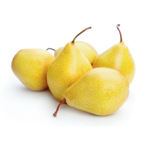 Akça Armut Fidanı resmi