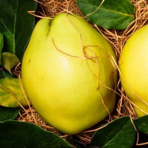 Ayva Fidanı Fidanı resmi