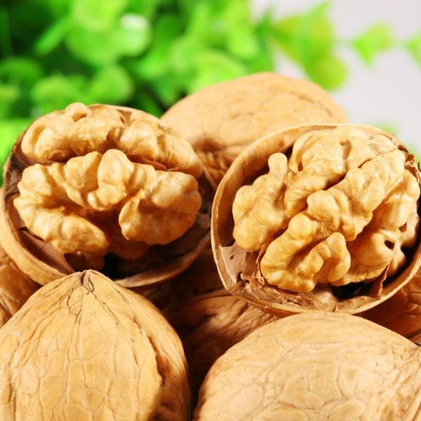 Chandler Ceviz Fidanı resmi