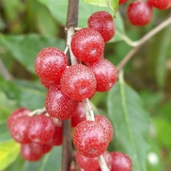 Kırmızı Güz Yemişi Fidanı resmi