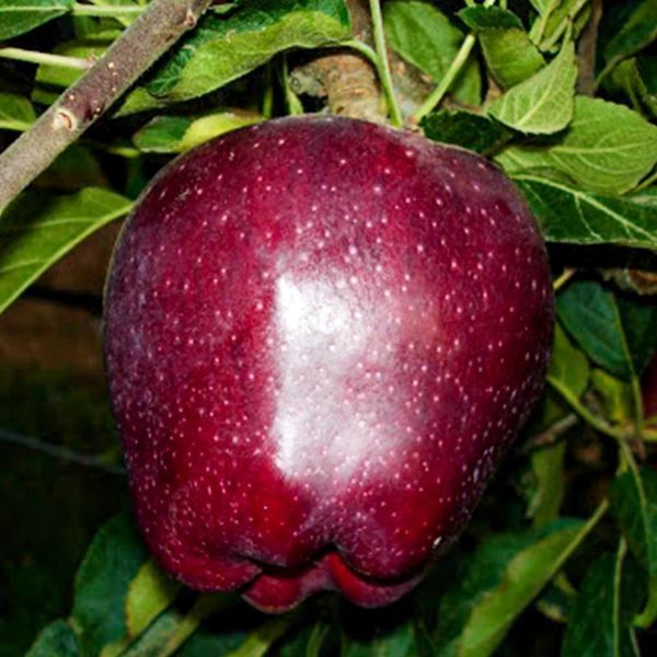 Scarlet Spur Elma Fidanı resmi