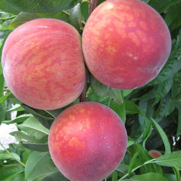 Seftali Fidanı Fidanı resmi