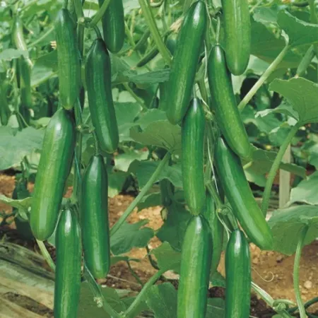 Şahi̇n F1 Hıyar Tohumu resmi