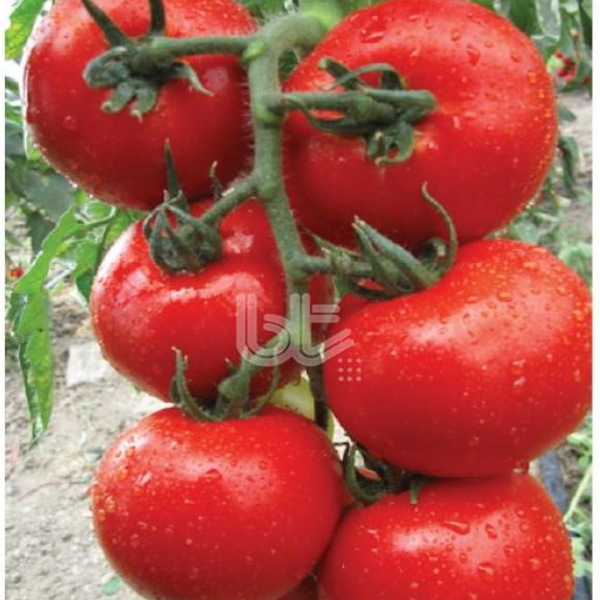 Bt 11-34 F1 Sırık Domates Tohumu resmi