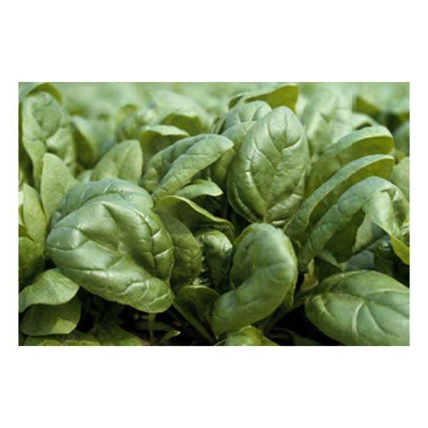 Spirico F1 Hibrit Ispanak Tohumu resmi