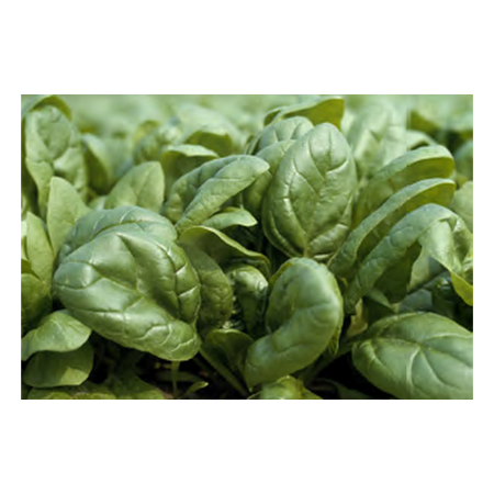 Zedaron F1 Hibrit Ispanak Tohumu resmi