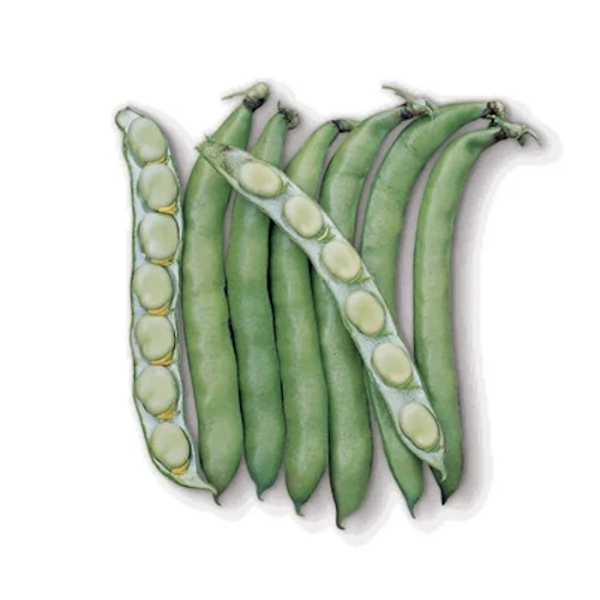 Luz De Otono Bakla Tohumu (İthal - İlkbahar) 5 Kg resmi